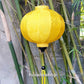 4 Vietnamese HOI AN Silk Lanterns (35cm) - WEDDING Party Decor - Choose Color