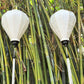 Set 4 pcs of Vietnamese Hoi An bamboo lanterns for Wedding party decoration - Ivory white lanterns for wedding.