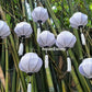 Mini String Lanterns for Christmas Tree decor Small lanterns for Garden decoration Vietnam Silk lanterns for Patio decorations (Set 16 pcs)