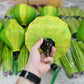 Set 30pcs Vietnamese silk lanterns 40 cm for Wedding Party decoration, Restaurant decor, Outside Party decor